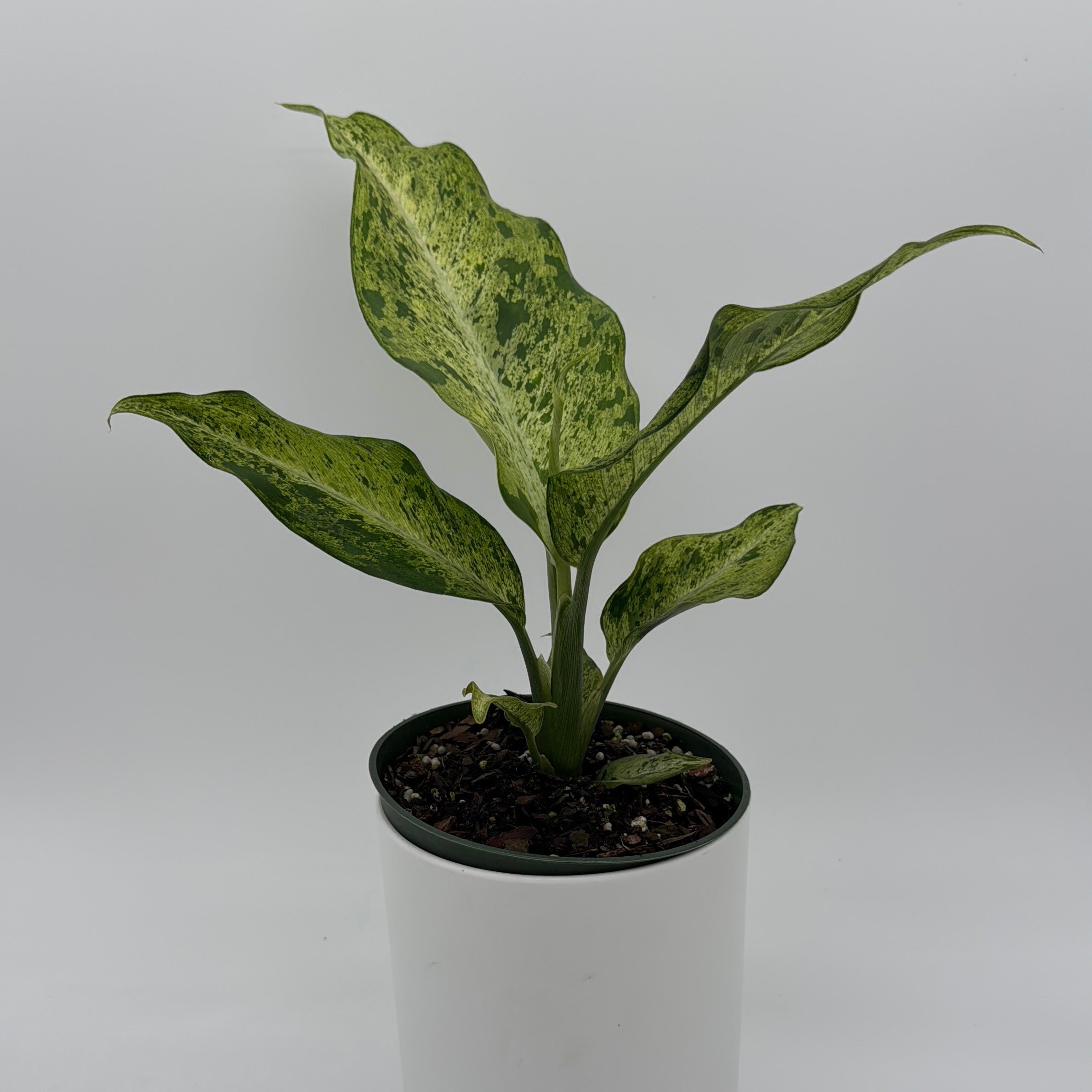 Variegated Dieffenbachia 'Maui Wowie'