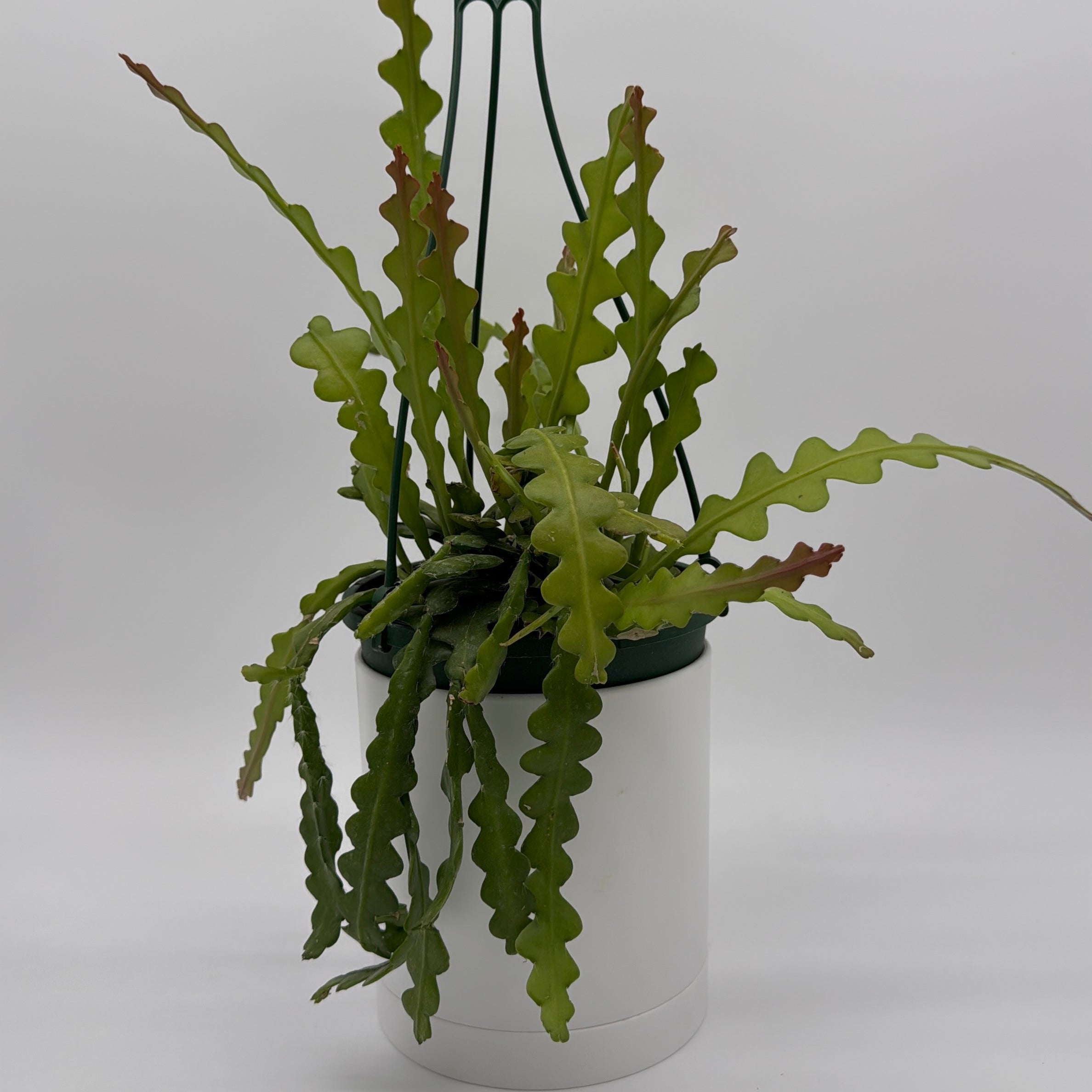 Fishbone Cactus