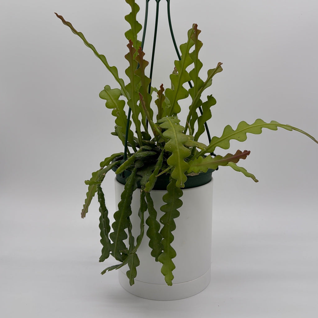 Fishbone Cactus