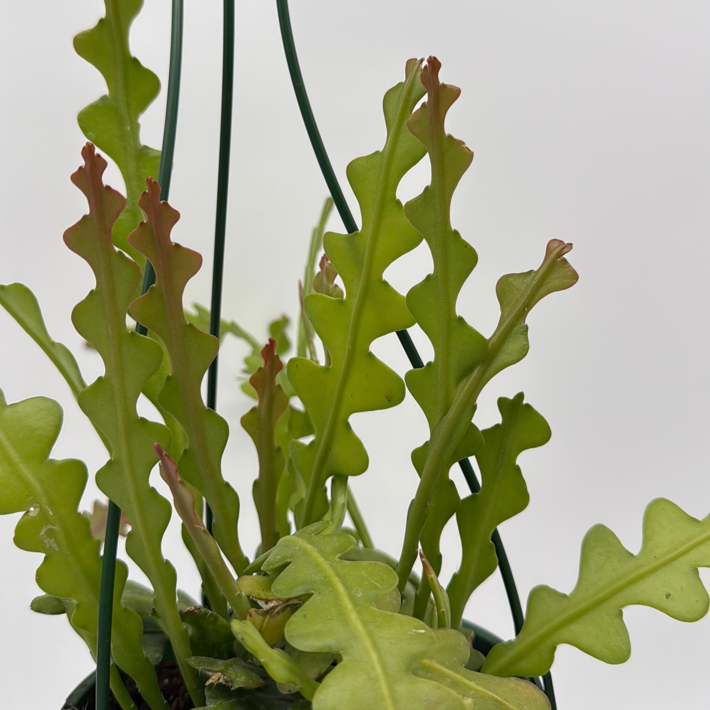 Fishbone Cactus