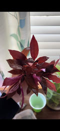 Alternanthera Reineckii "mini" (6+ stems)