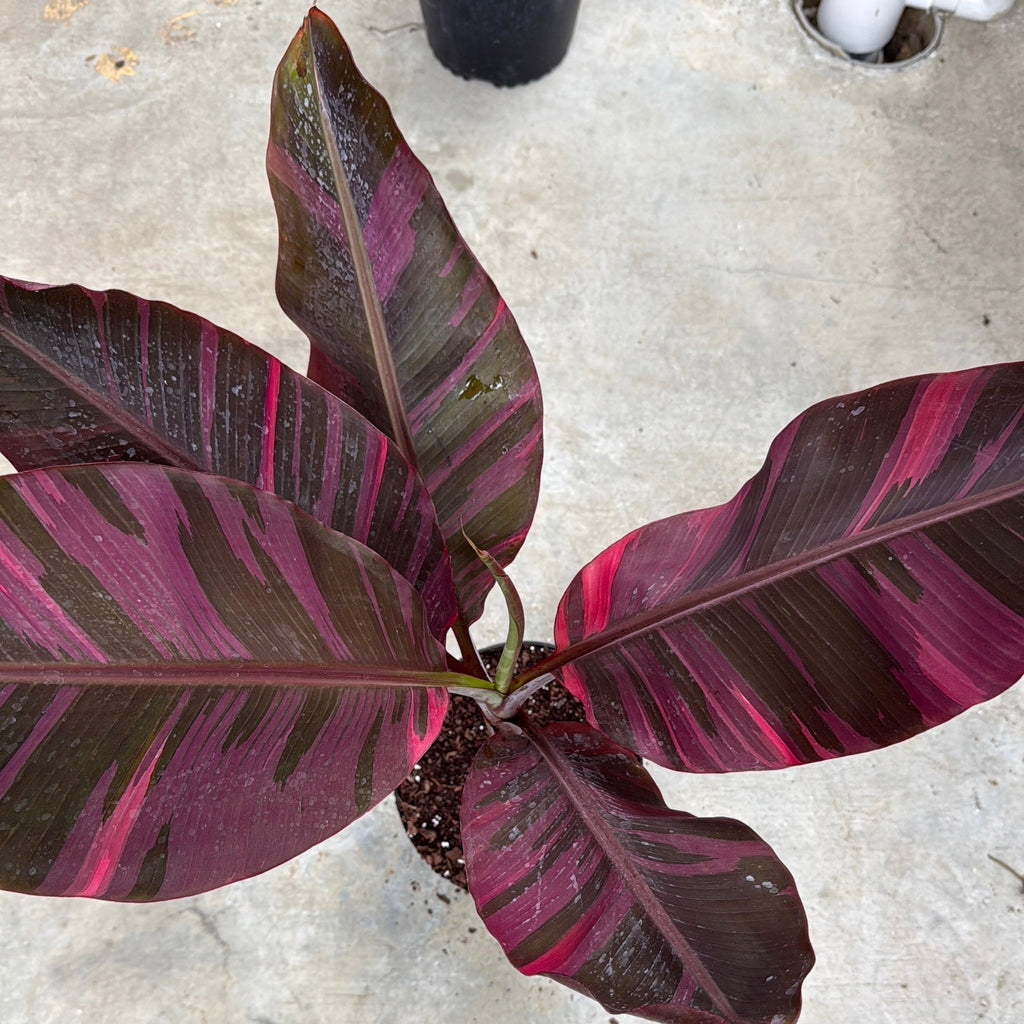 Variegated Banana 'Musa Nono'