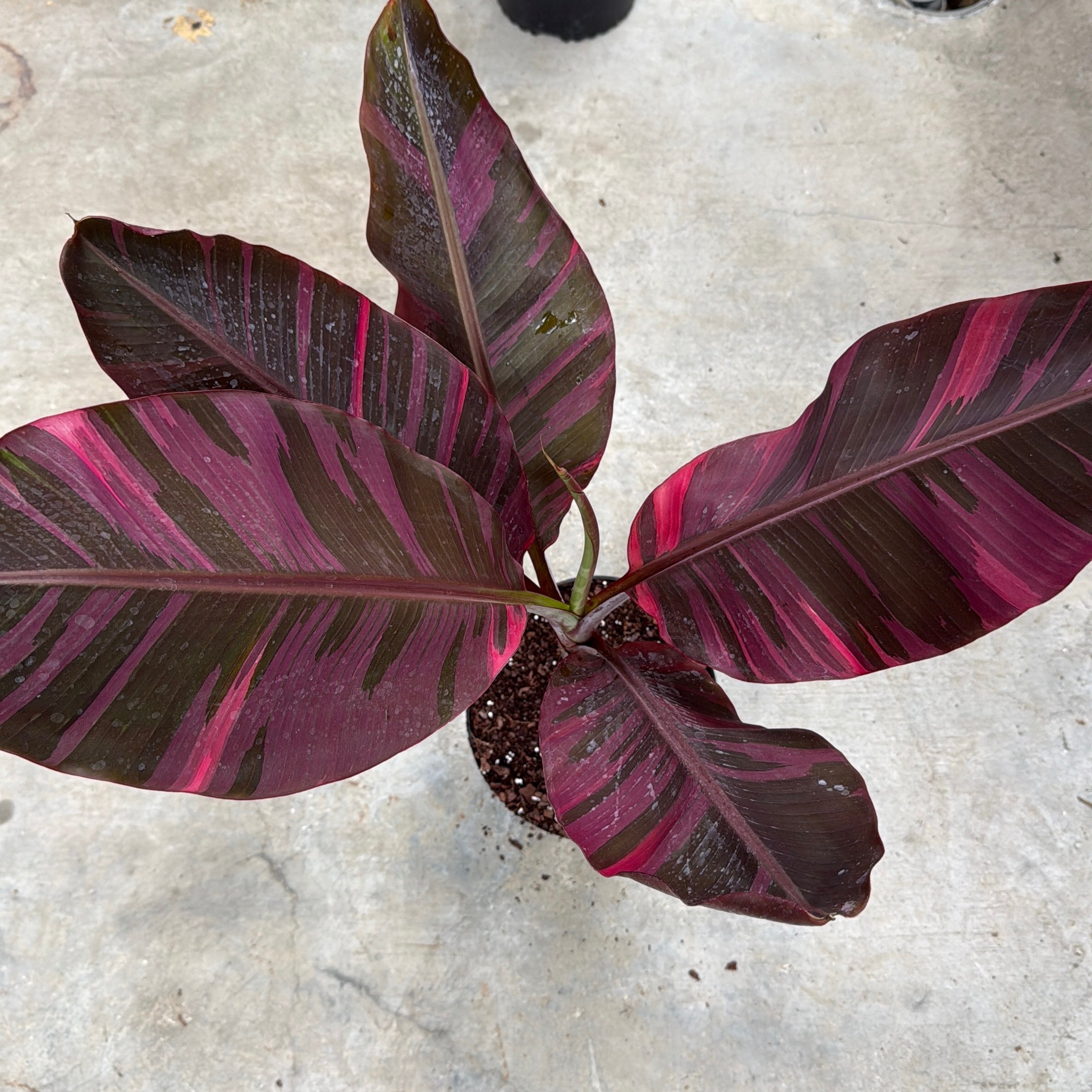 Variegated Banana 'Musa Nono'