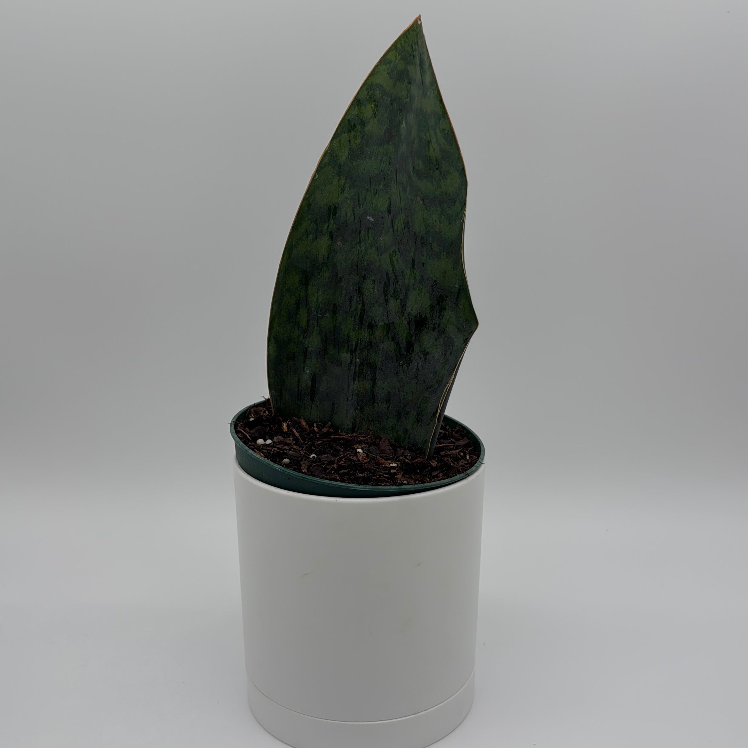 Sansevieria Masoniana (Whale Fin)