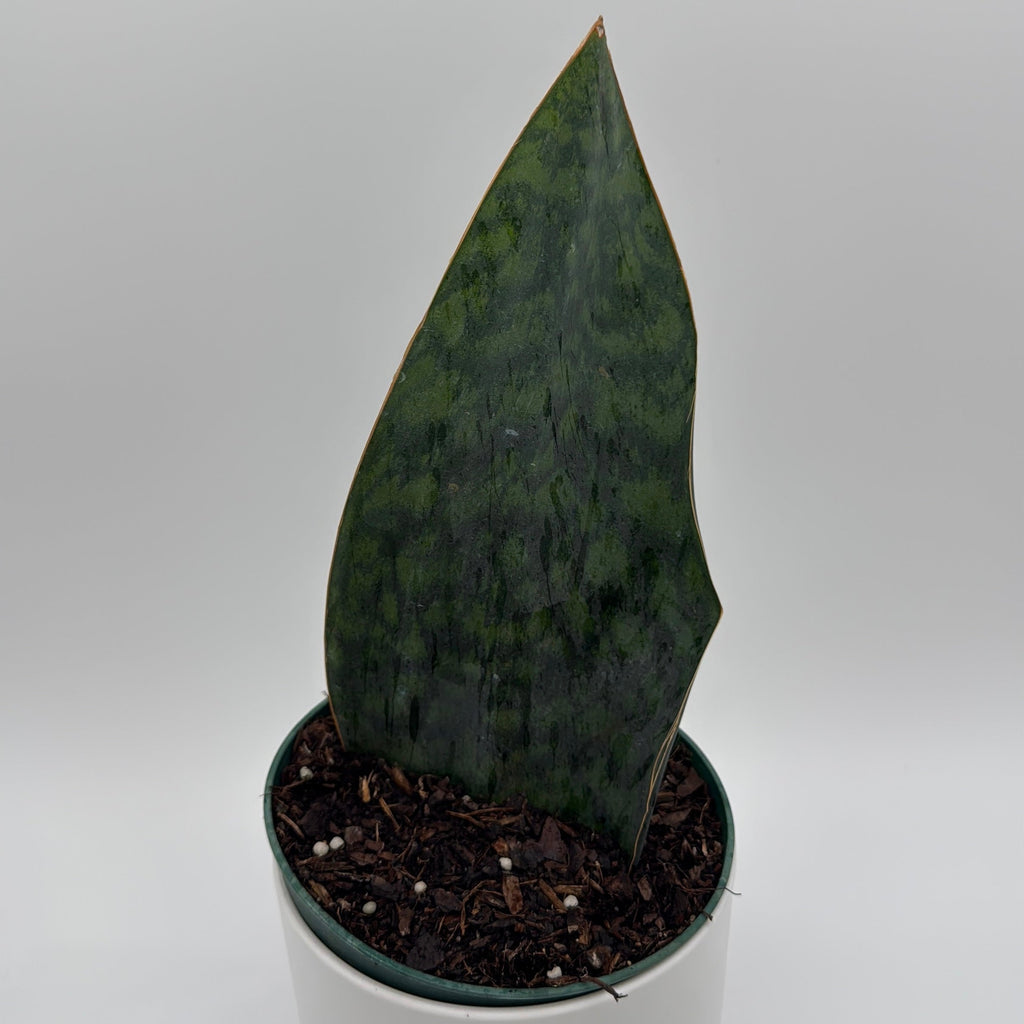 Sansevieria Masoniana (Whale Fin)