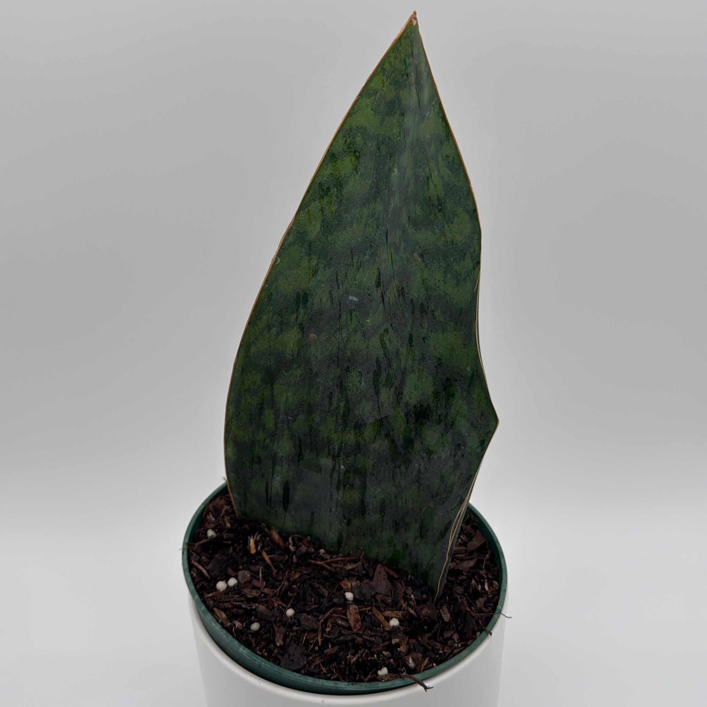 Sansevieria Masoniana (Whale Fin)