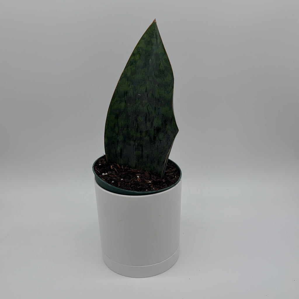 Sansevieria Masoniana (Whale Fin)
