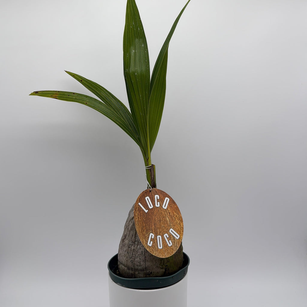 Coconut Palm (Cocos Nucifera)