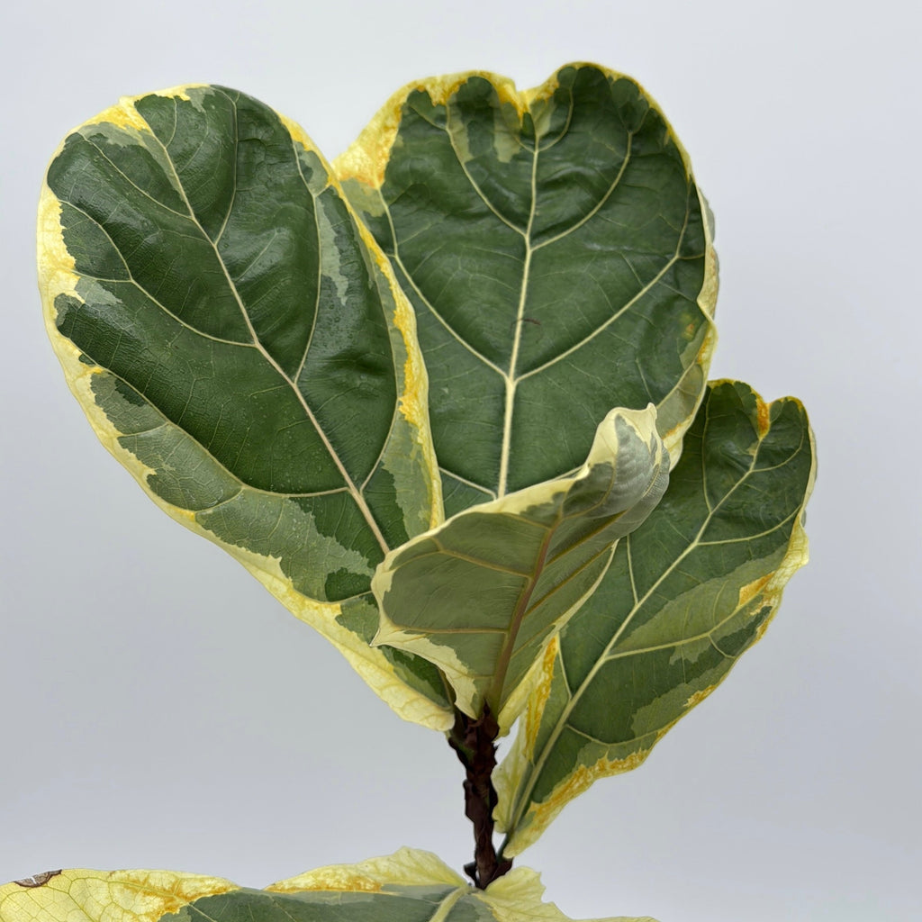 Variegated Ficus Lyrata 'Golden Sunshine'