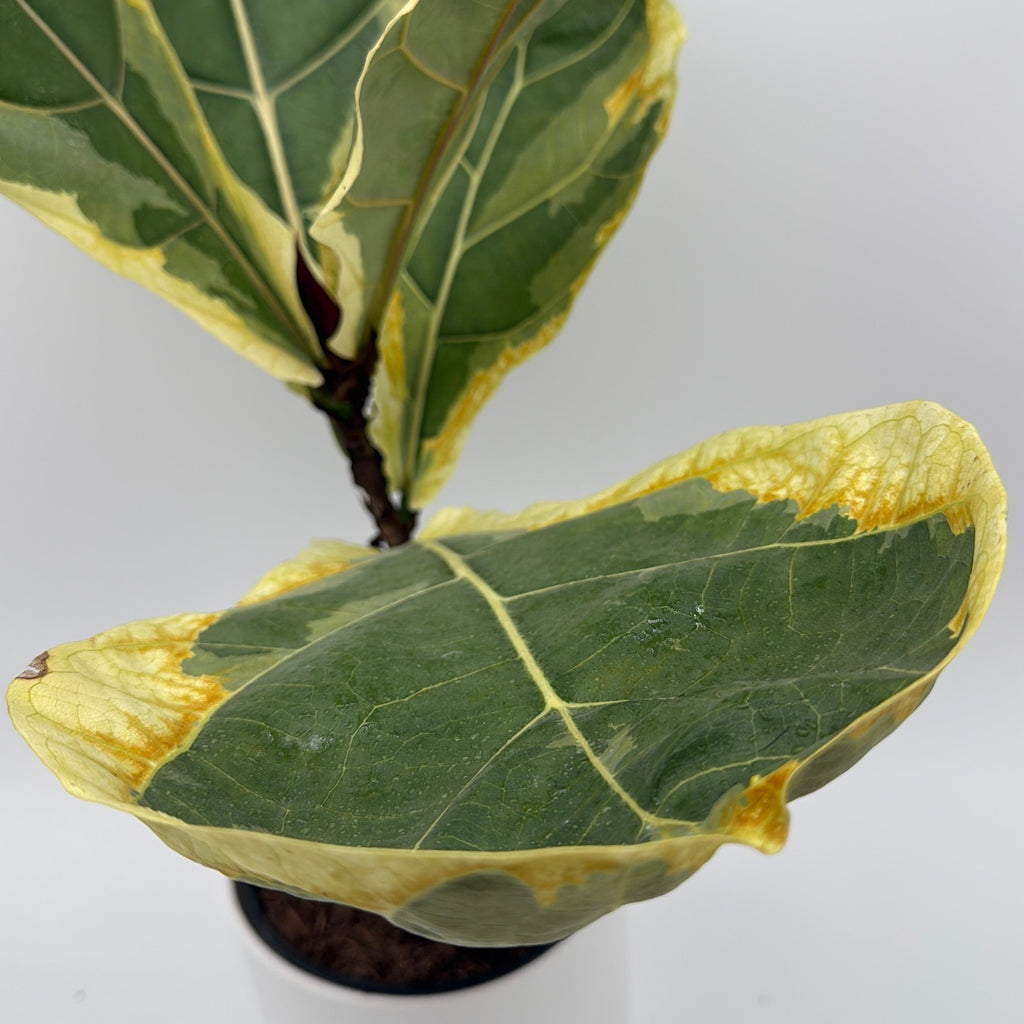 Variegated Ficus Lyrata 'Golden Sunshine'
