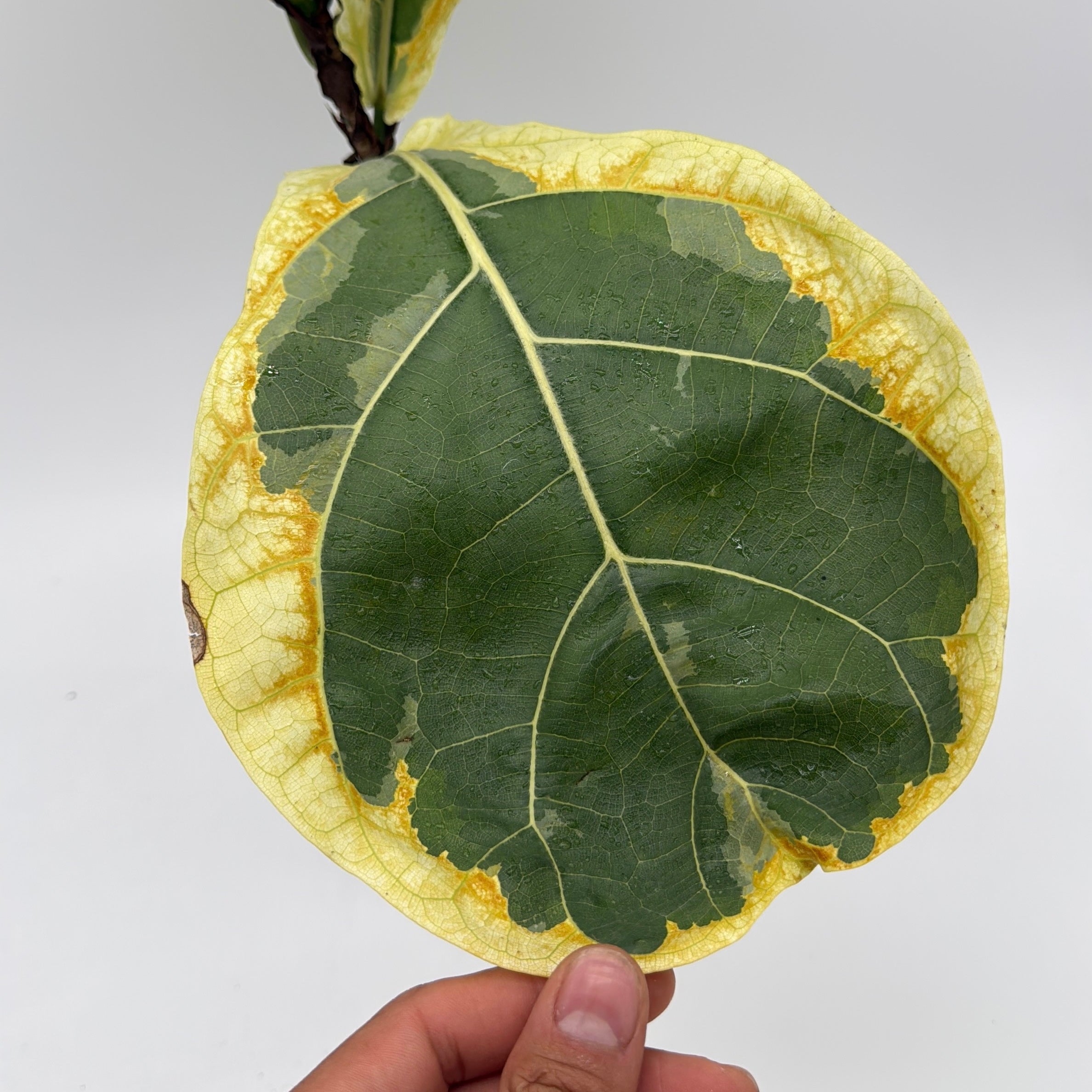 Variegated Ficus Lyrata 'Golden Sunshine'