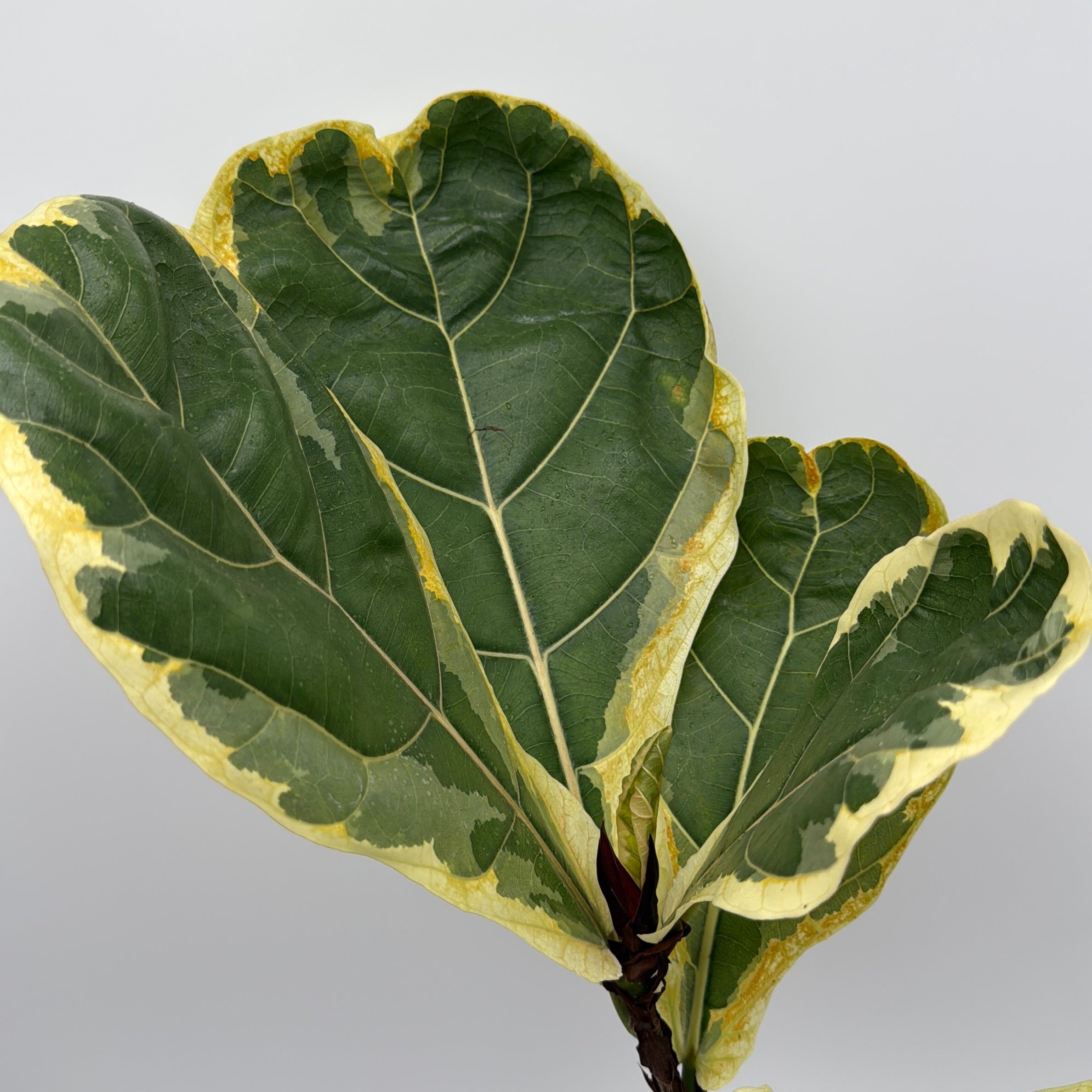 Variegated Ficus Lyrata 'Golden Sunshine'