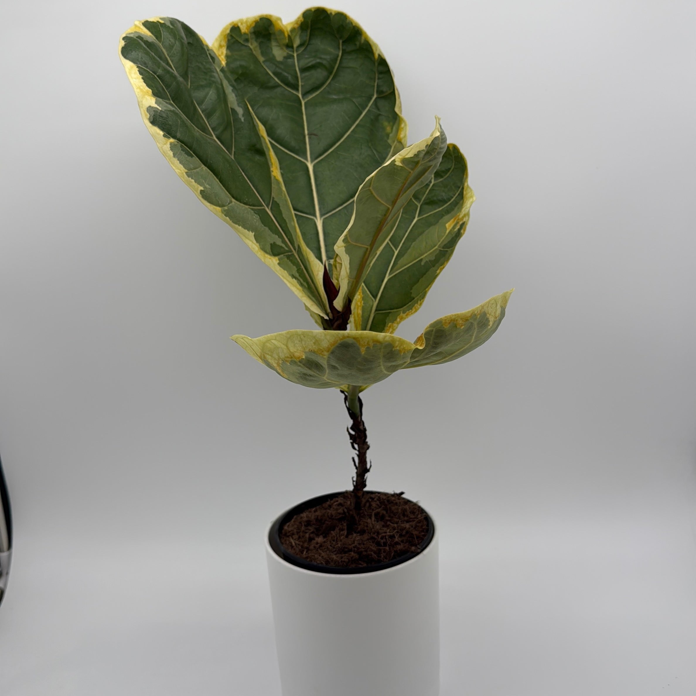 Variegated Ficus Lyrata 'Golden Sunshine'