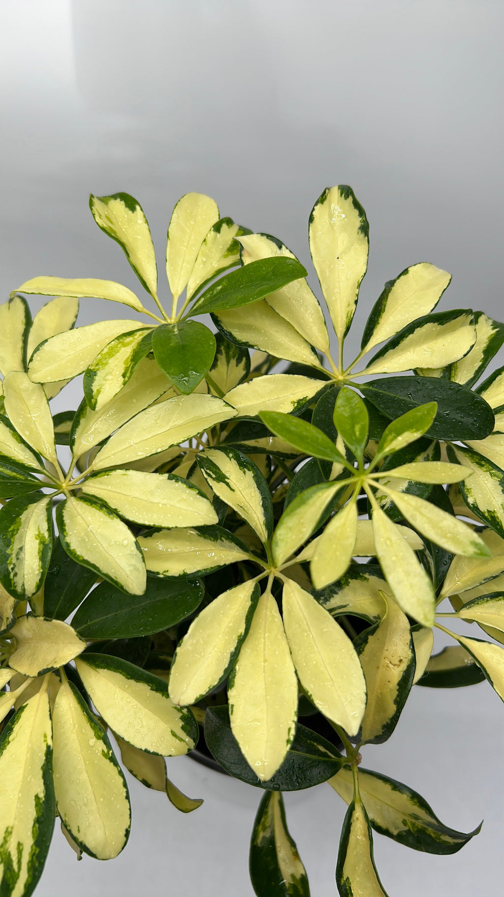 Variegated Umbrella Bush
