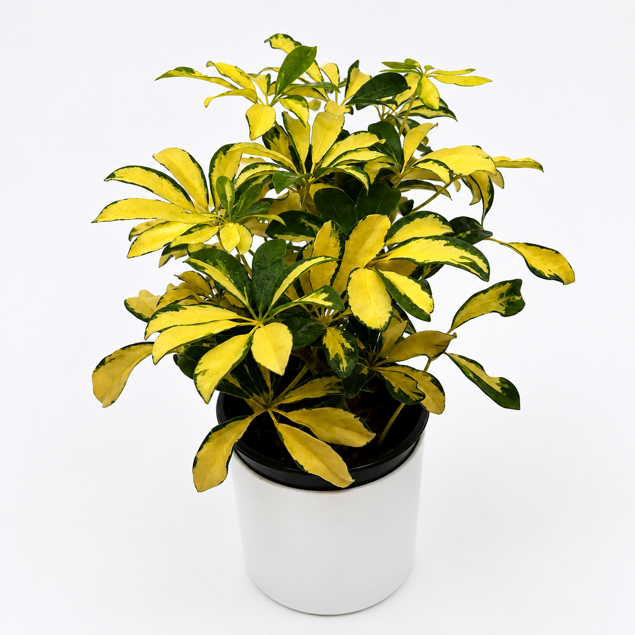 Variegated Umbrella Bush