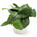 Scindapsus Pictus 'Mount Salak'