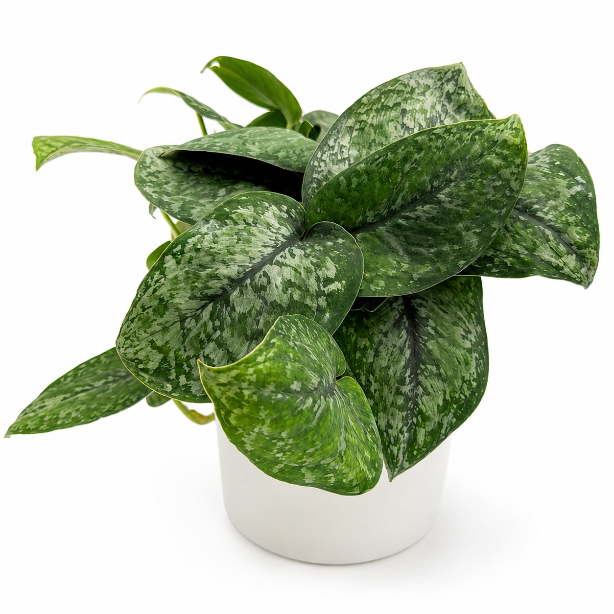 Scindapsus Pictus 'Mount Salak'