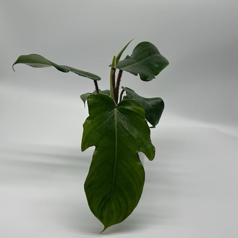 Philodendron Squamiferum