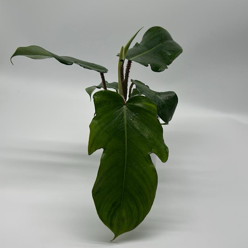 Philodendron Squamiferum