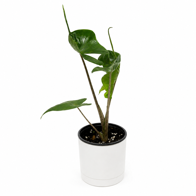Alocasia Stingray