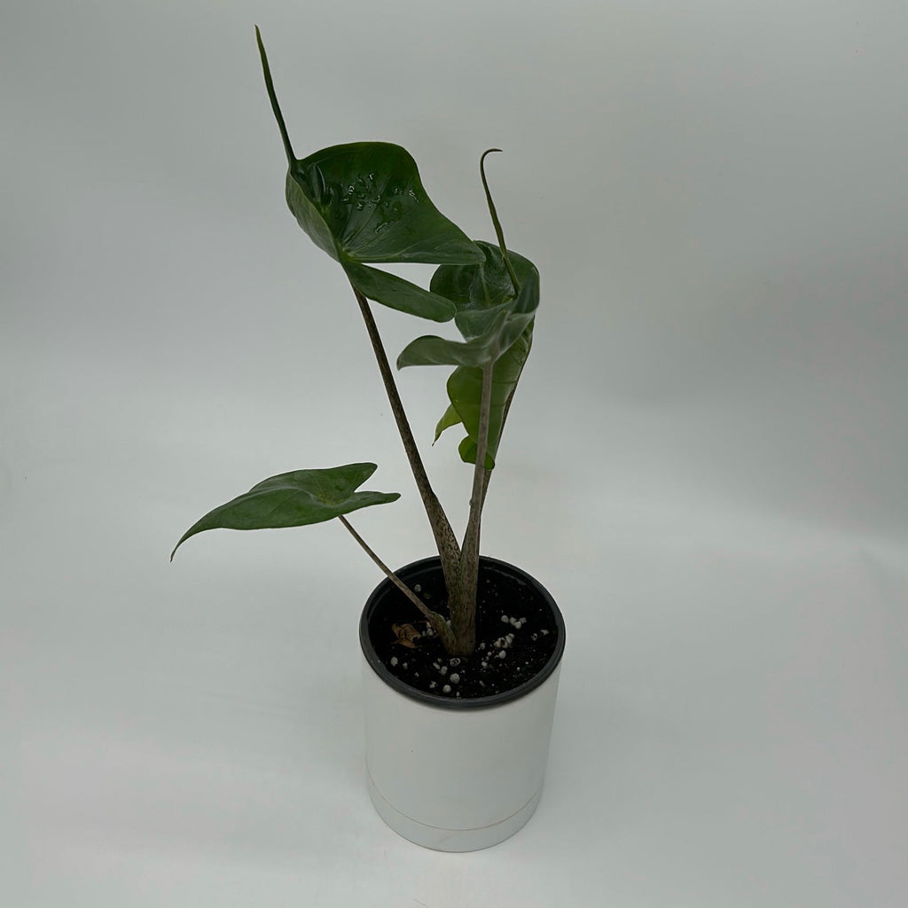 Alocasia Stingray
