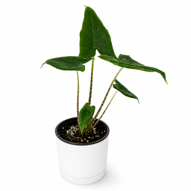 Alocasia Stingray