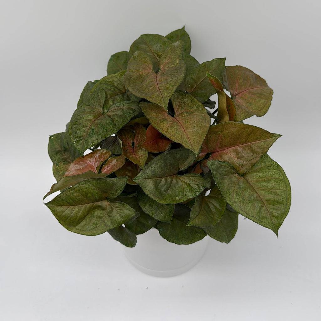 Syngonium Podophyllum 'Maria Allusion'