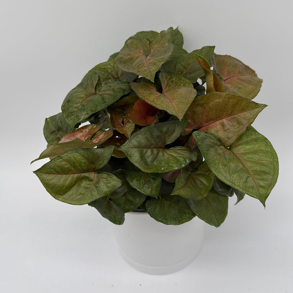 Syngonium Podophyllum 'Maria Allusion'