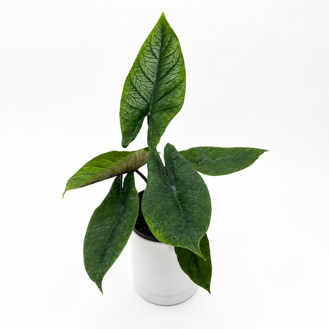 Alocasia Scalprum