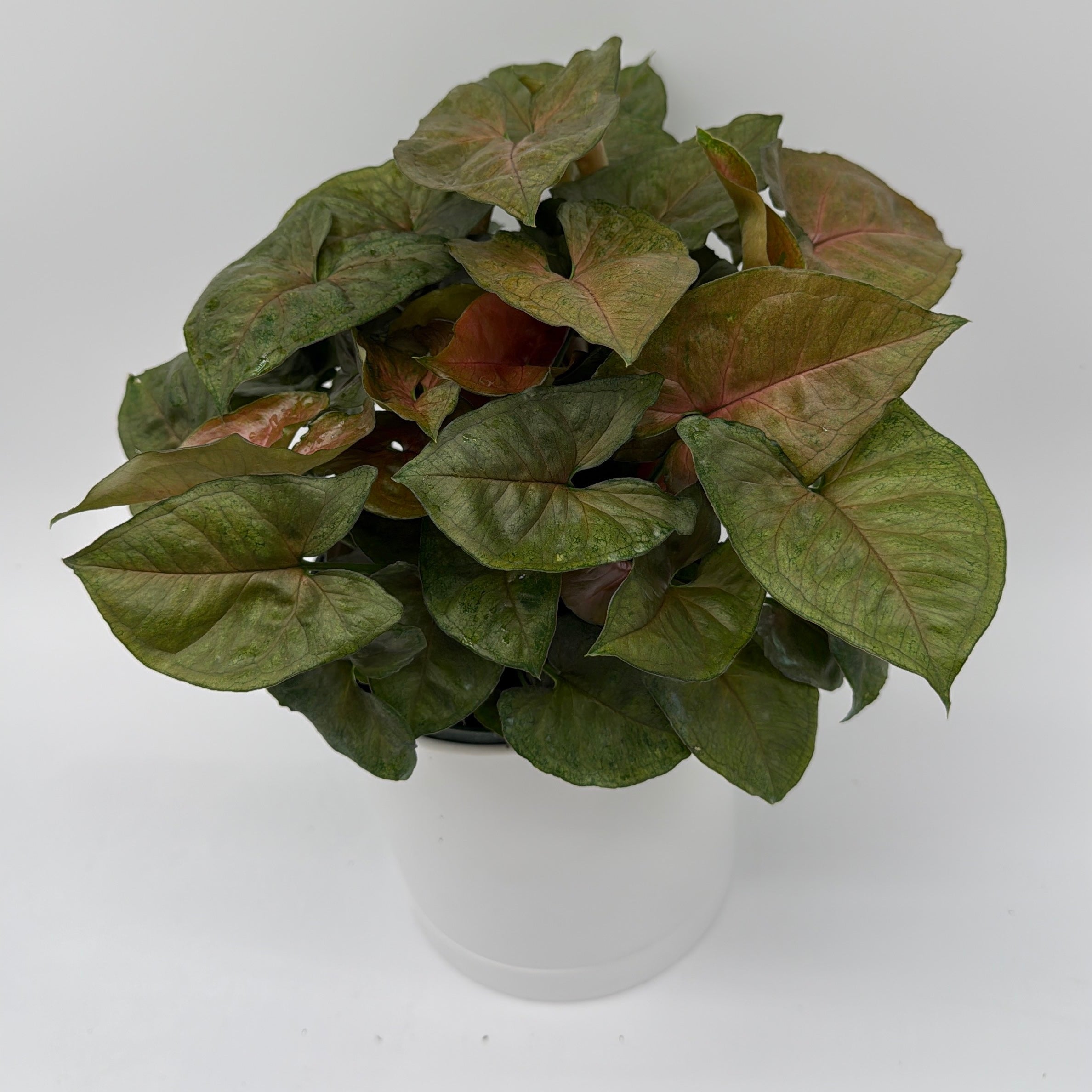 Syngonium Podophyllum 'Maria Allusion'