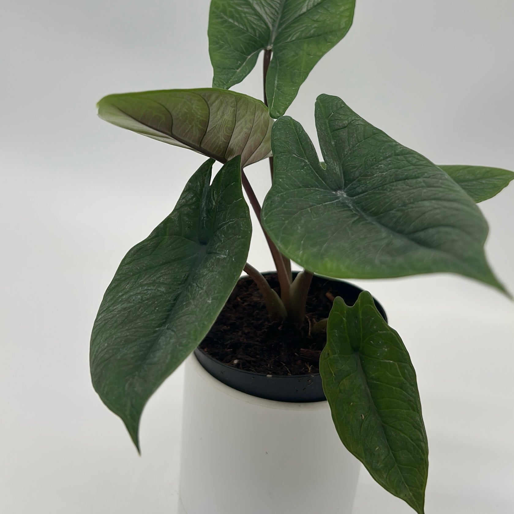Alocasia Scalprum