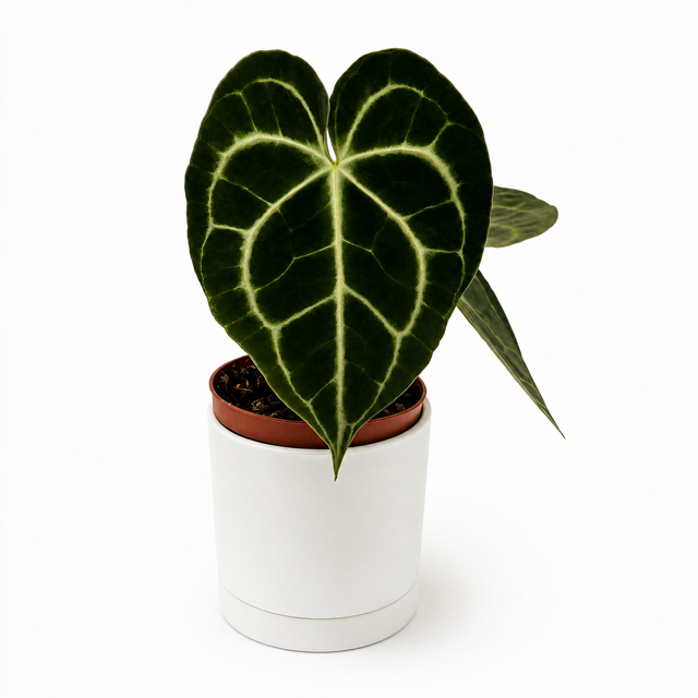 Anthurium King of Clarinervicum
