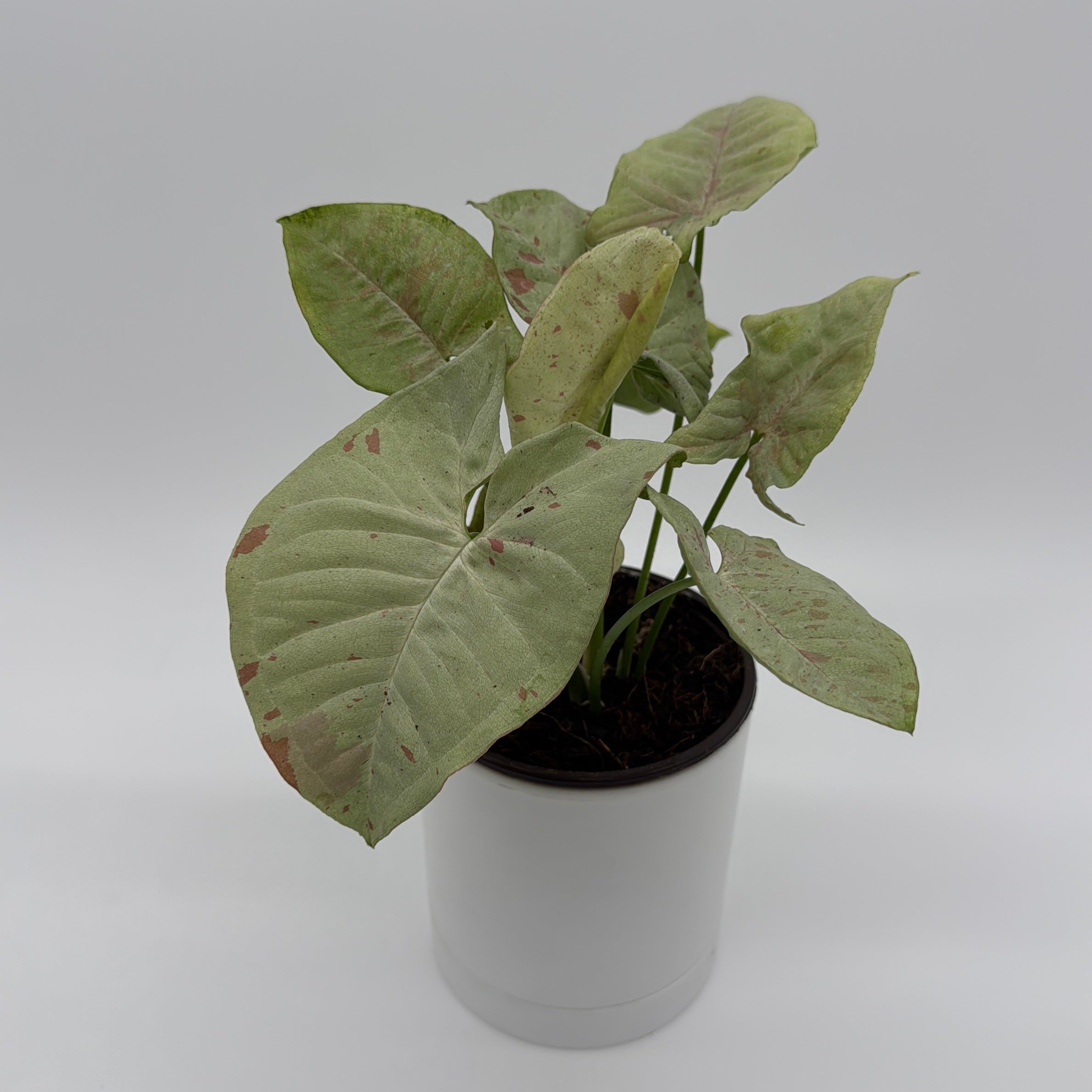 Syngonium Milk Confetti