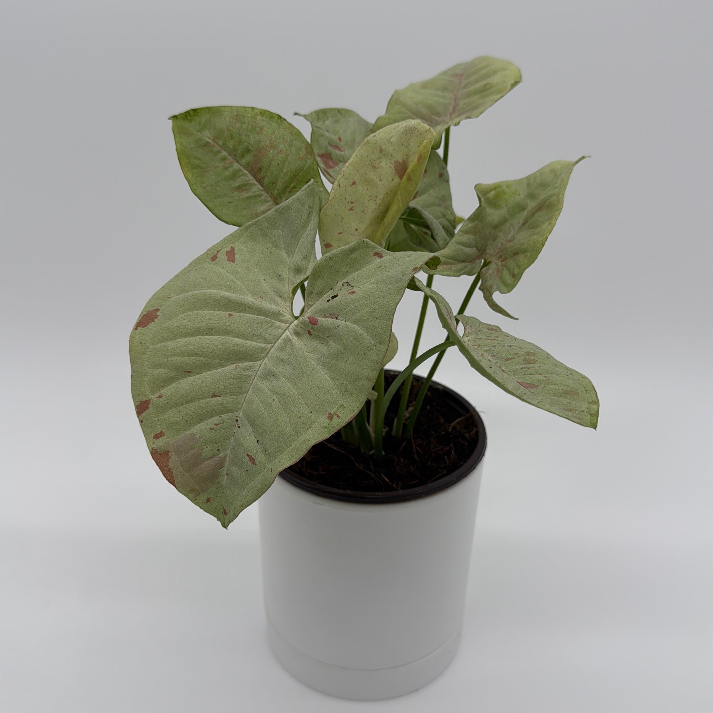 Syngonium Milk Confetti