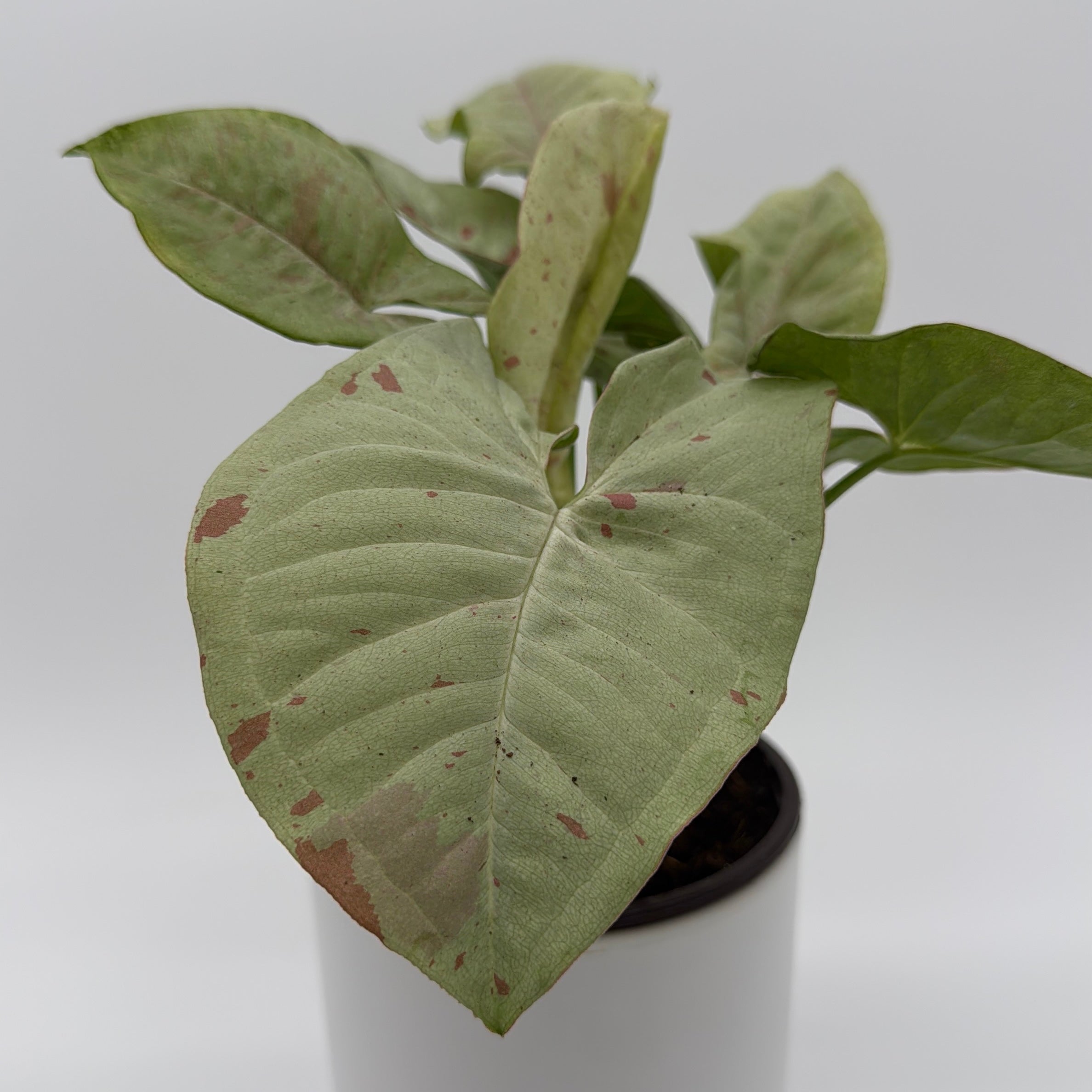 Syngonium Milk Confetti
