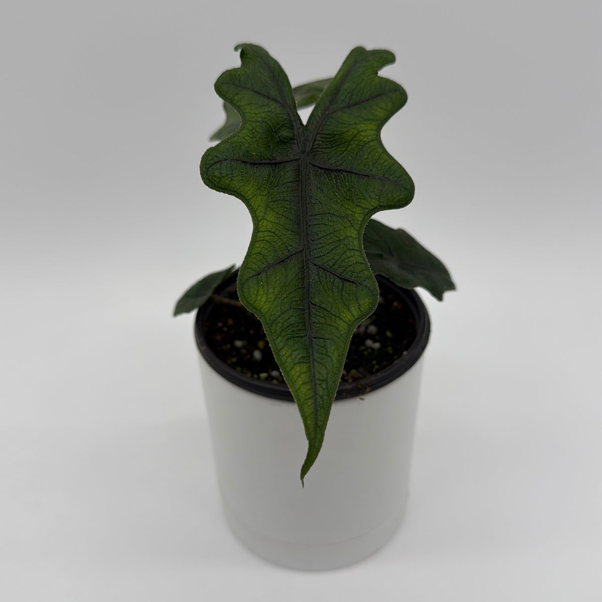 Alocasia Jacklyn