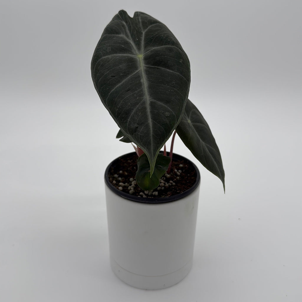 Alocasia 'Pink Dragon Morroco'