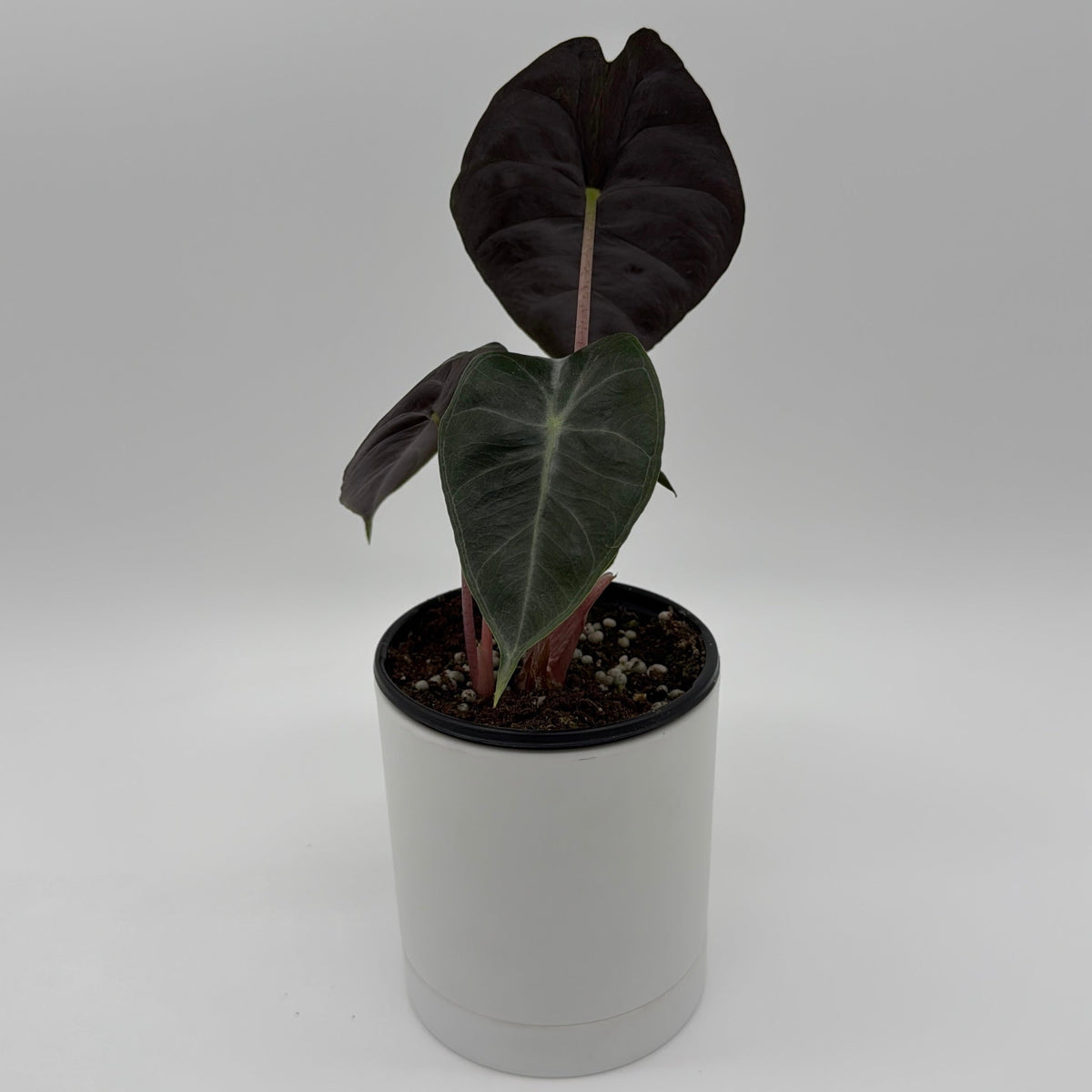 Alocasia 'Pink Dragon Morroco'