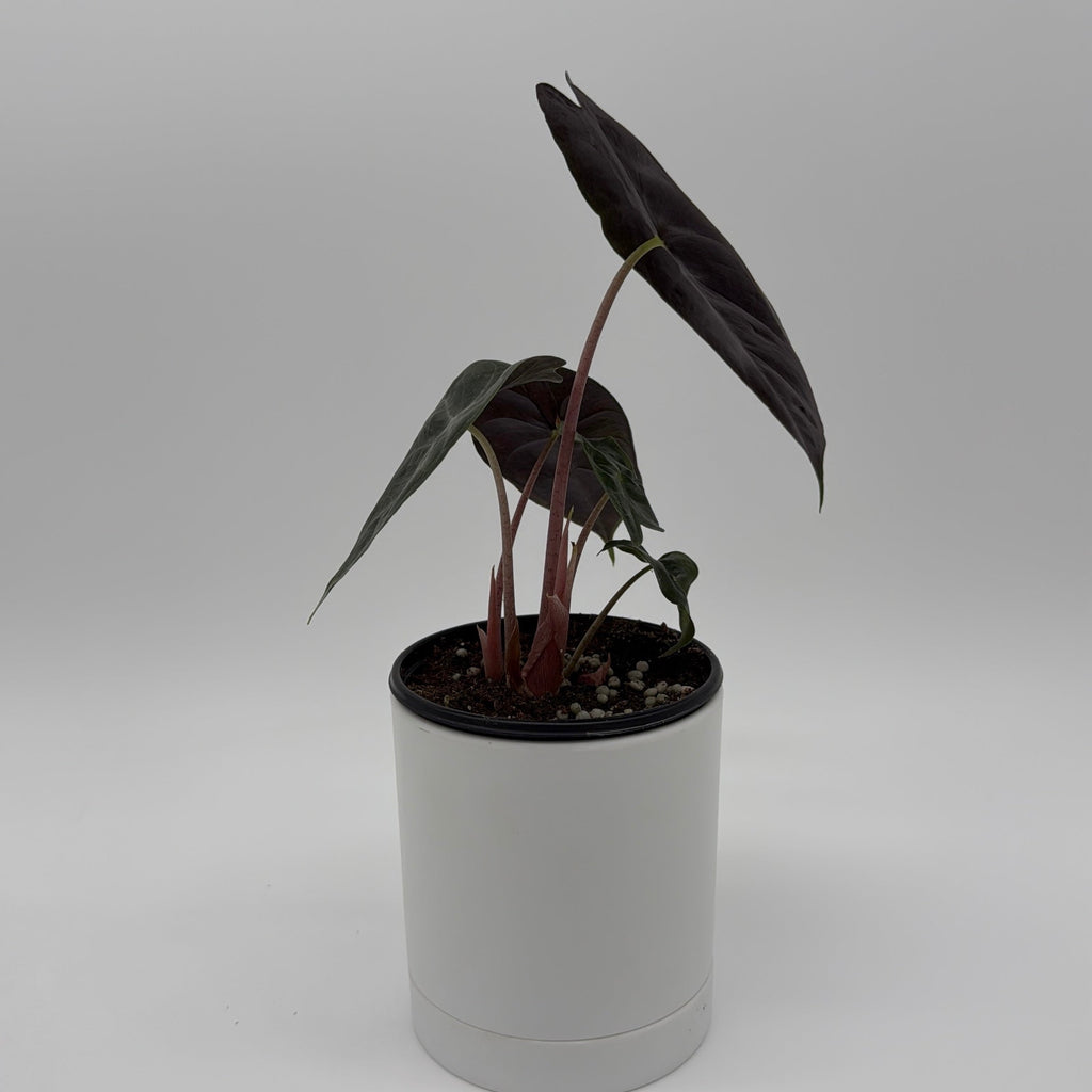 Alocasia 'Pink Dragon Morroco'