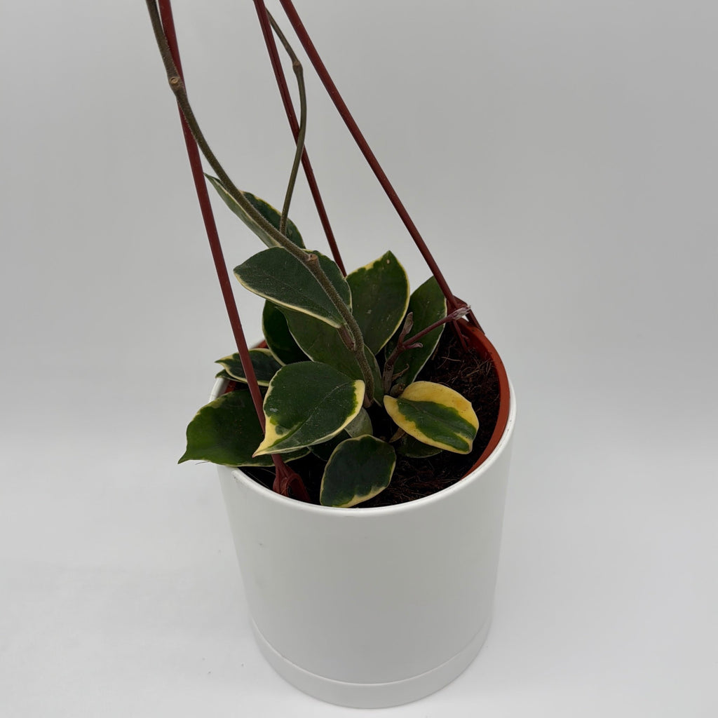 Variegated Hoya Carnosa 'Krimson'