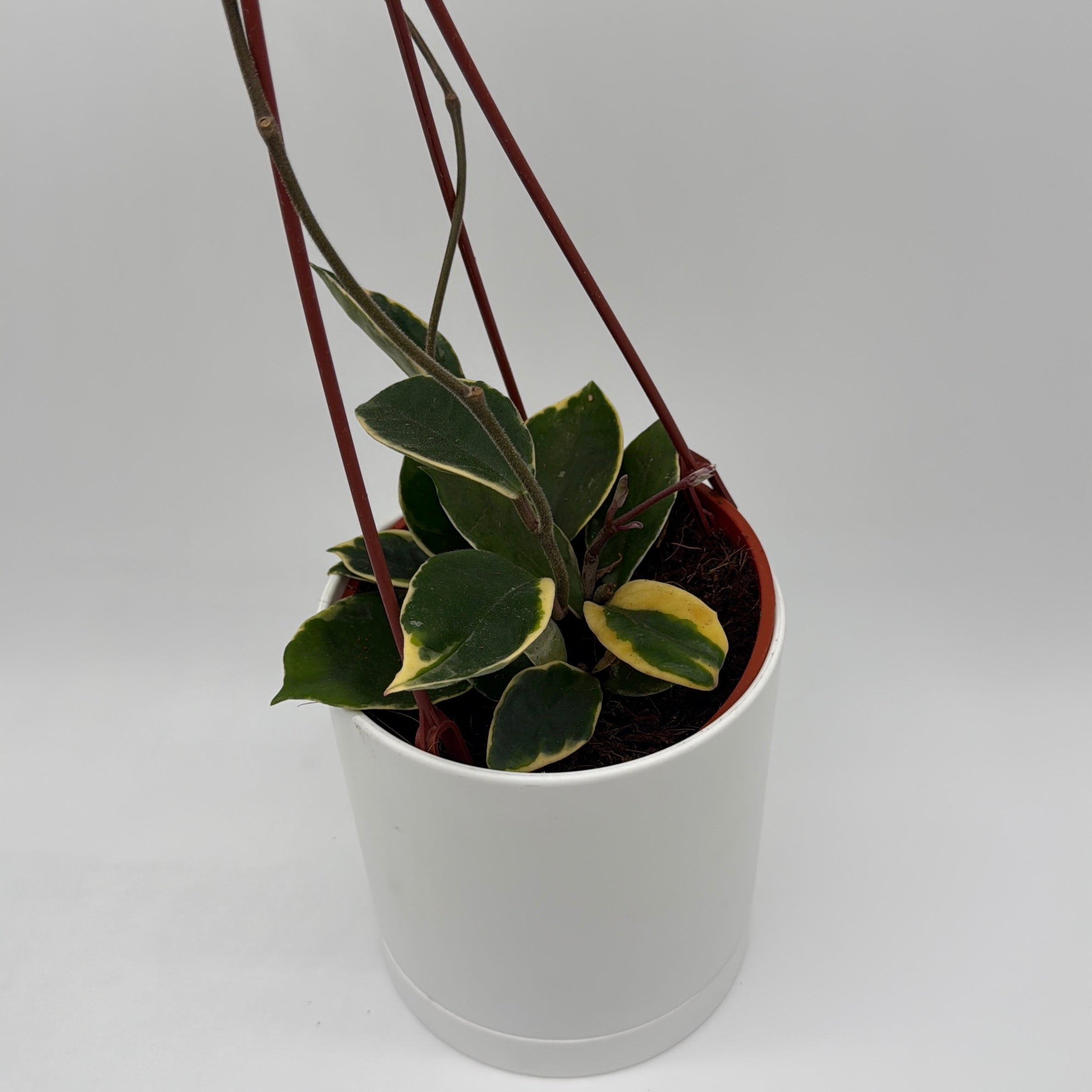 Variegated Hoya Carnosa 'Krimson'