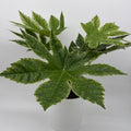Variegated Fatsia Japonica Spider Web
