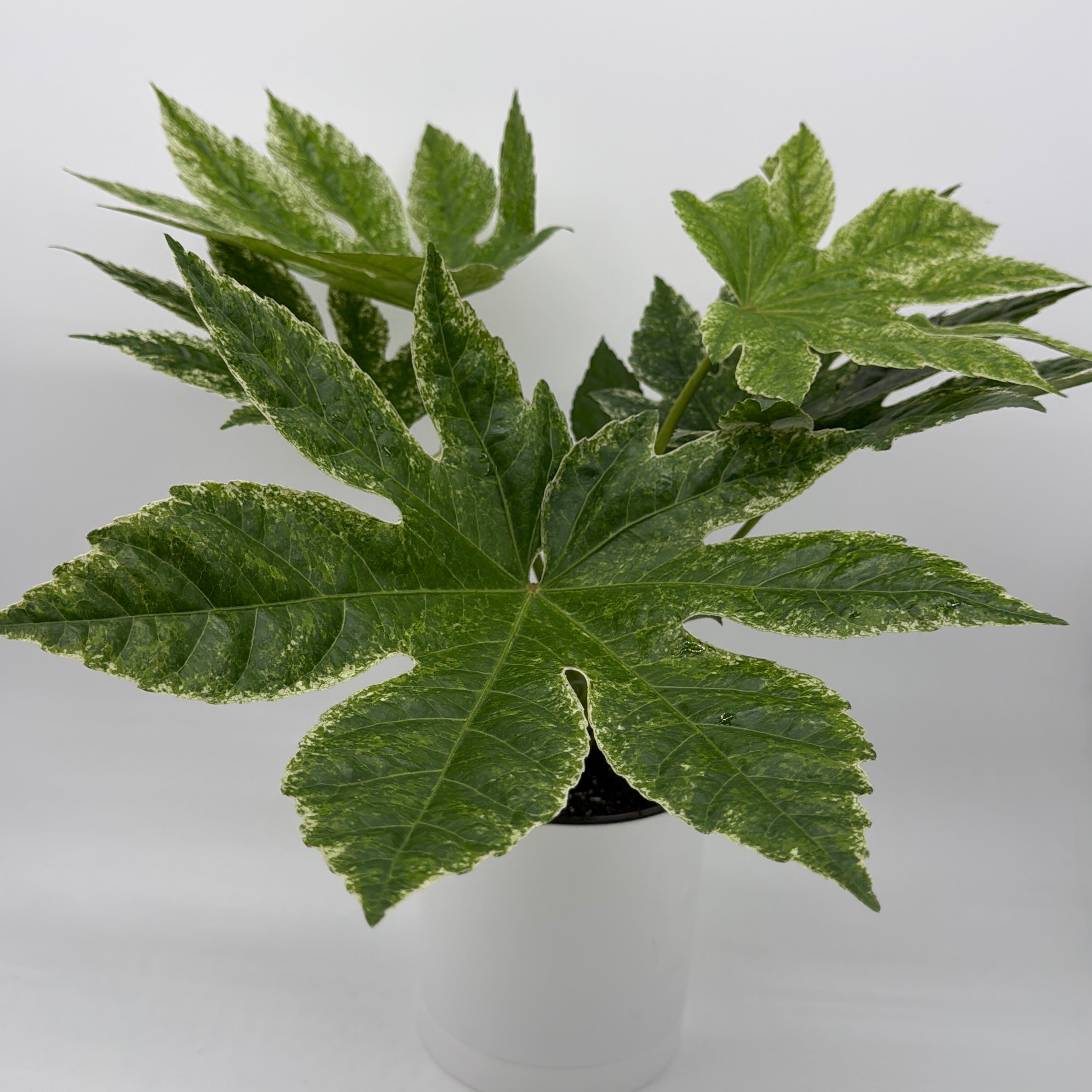 Variegated Fatsia Japonica Spider Web