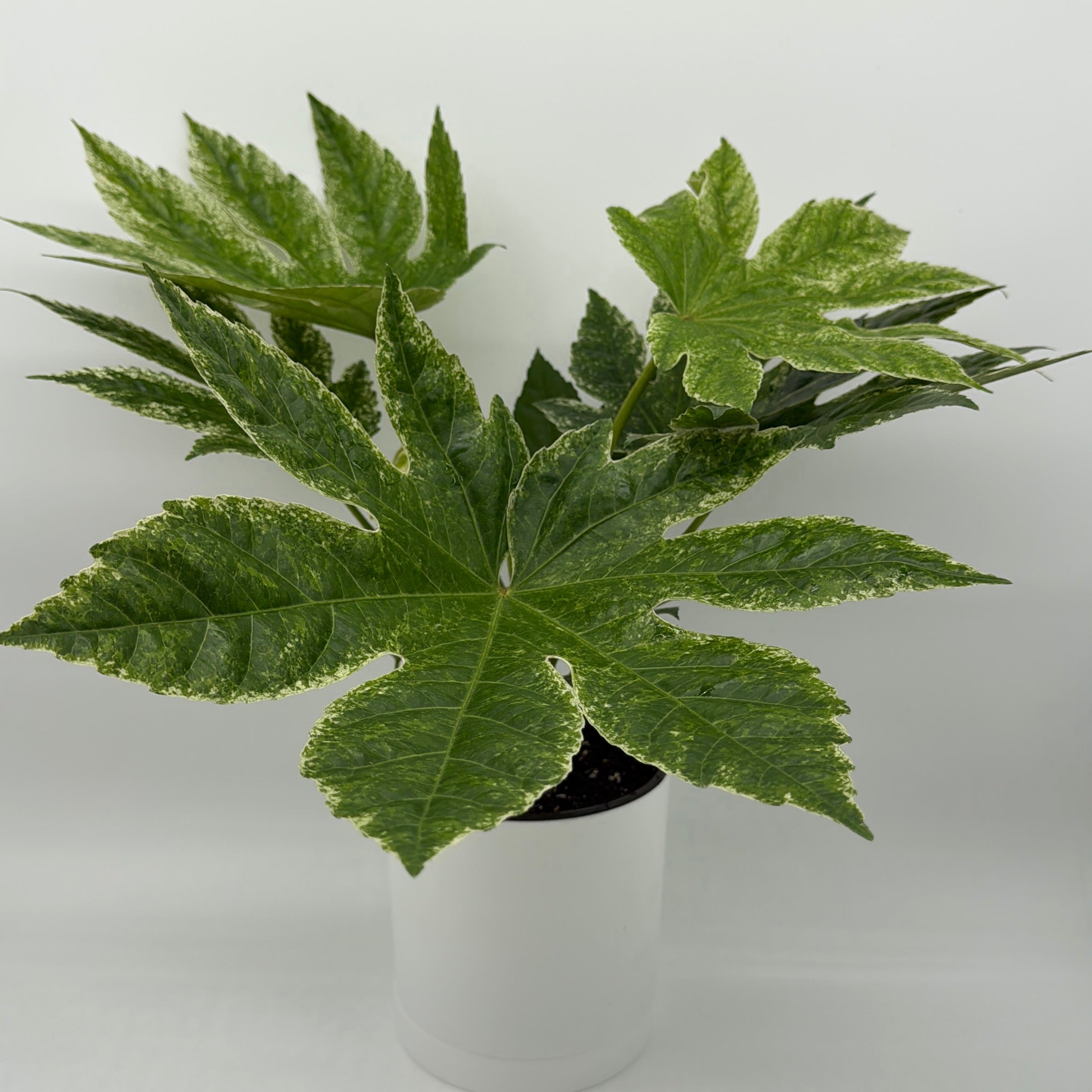 Variegated Fatsia Japonica Spider Web