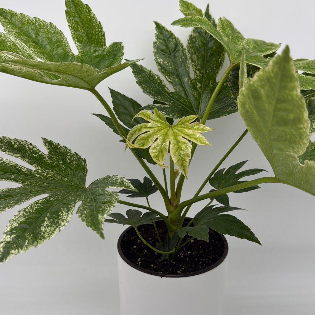 Variegated Fatsia Japonica Spider Web
