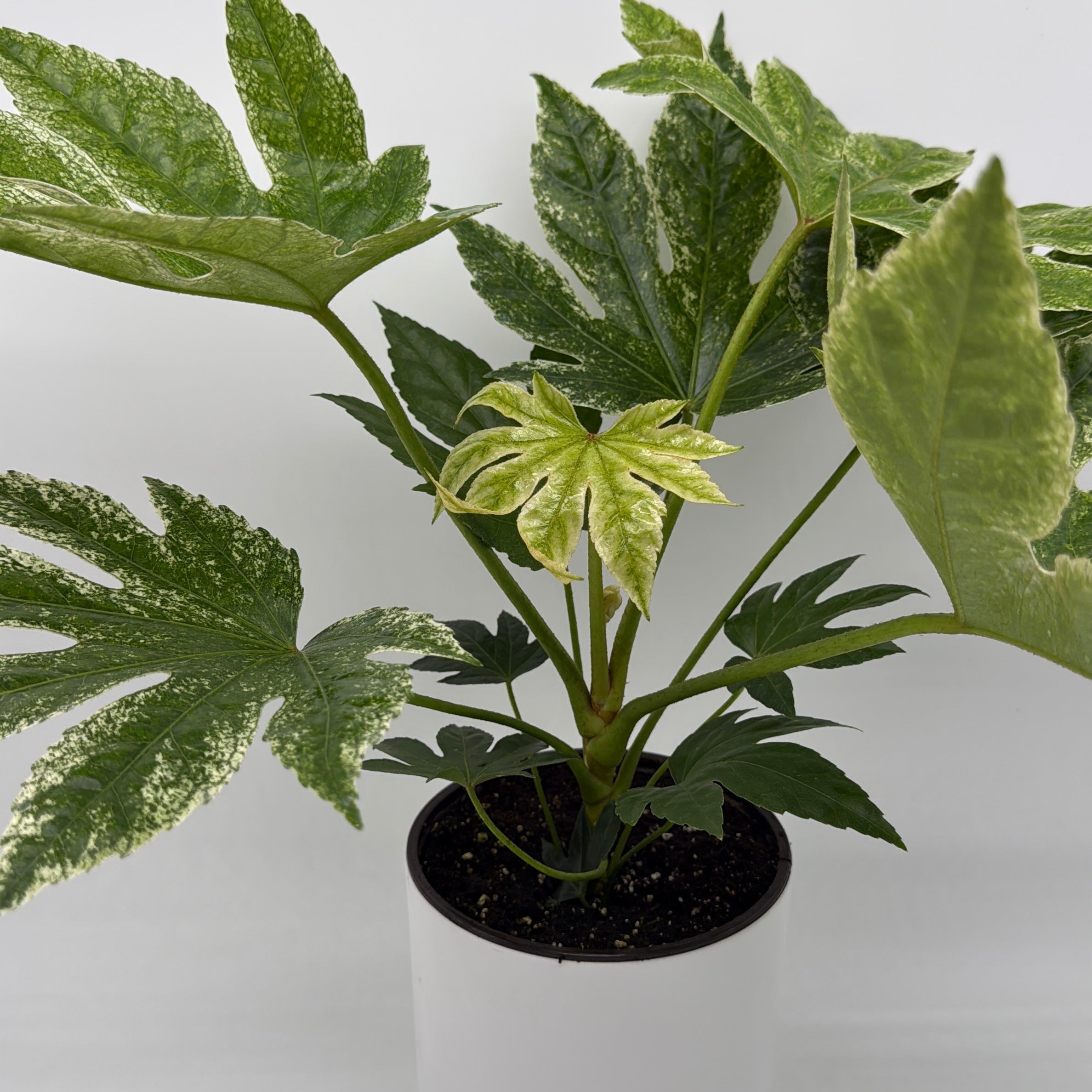Variegated Fatsia Japonica Spider Web