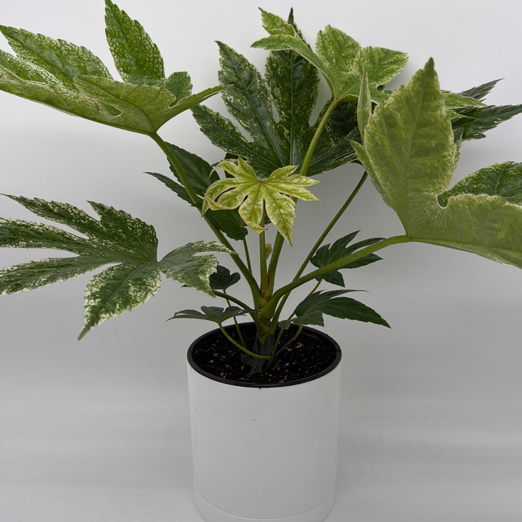 Variegated Fatsia Japonica Spider Web