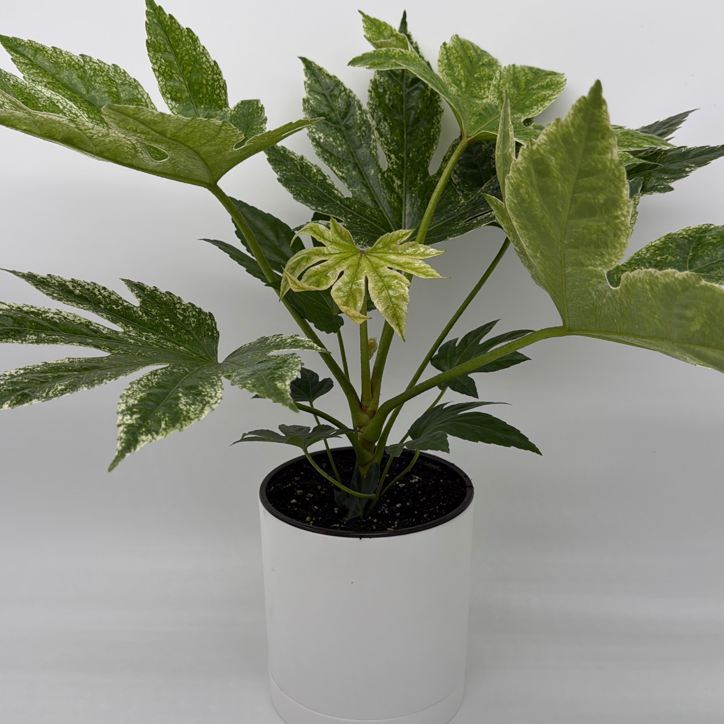 Variegated Fatsia Japonica Spider Web