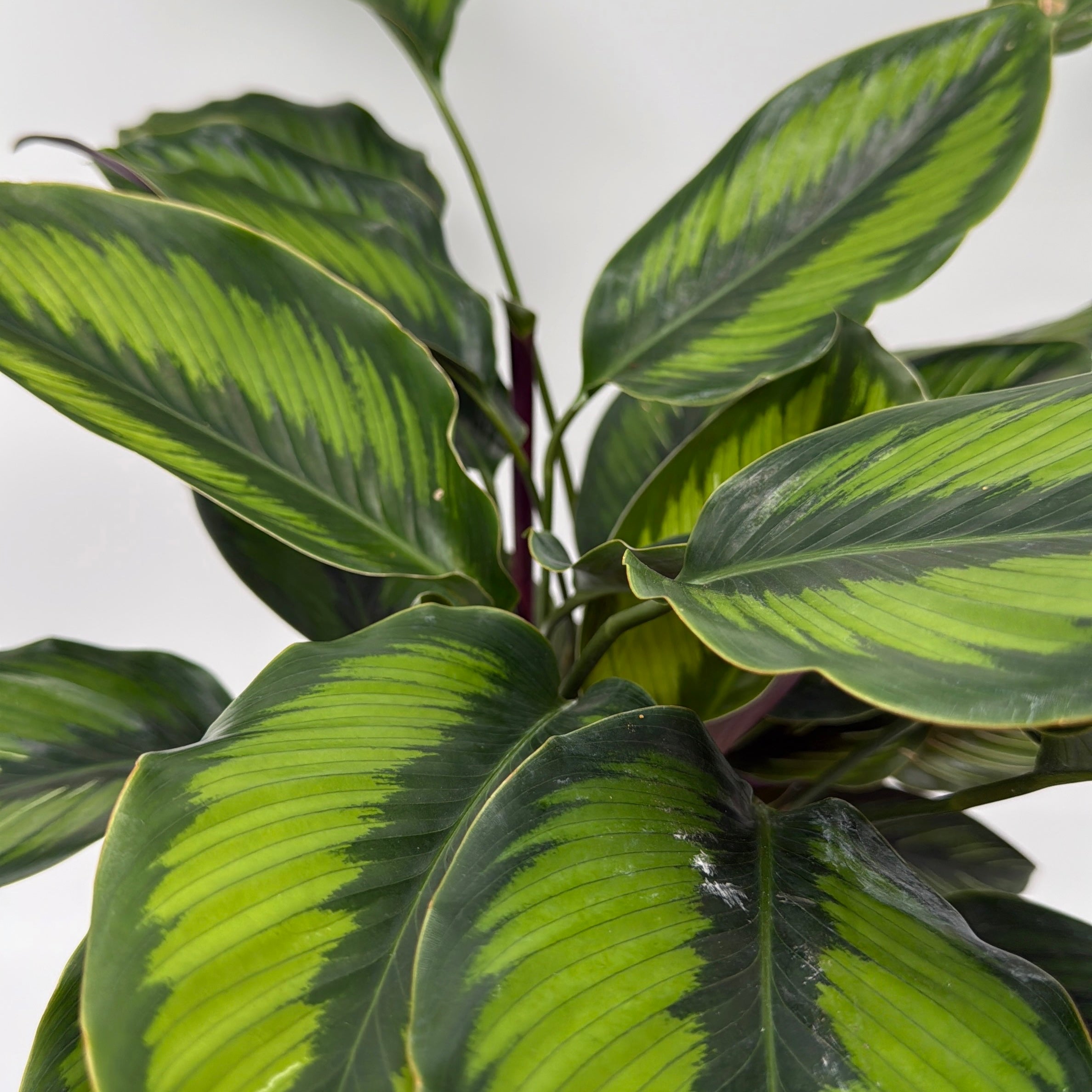Calathea 'Beauty Star'