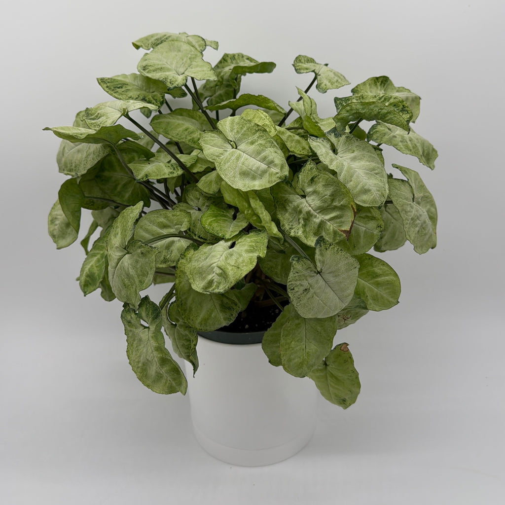Syngonium Moonshine